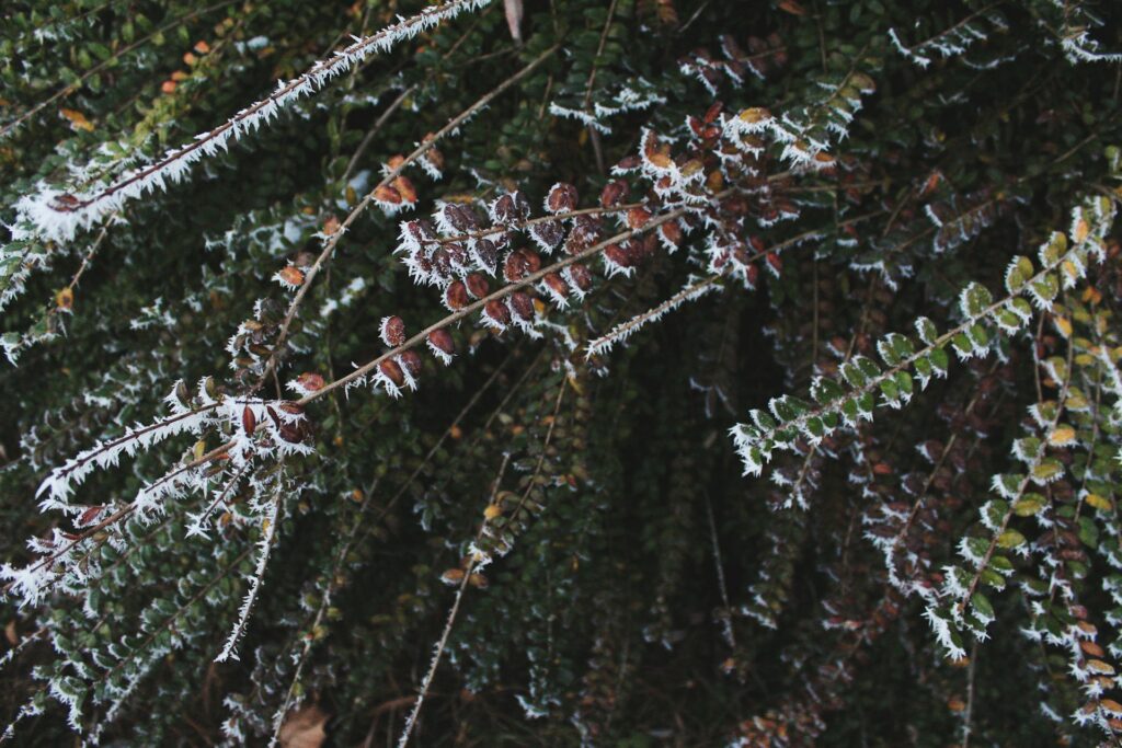 frozen vegetation